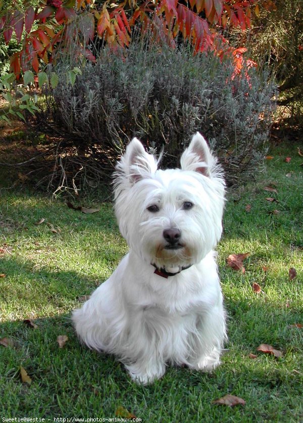 Photo de West highland white terrier