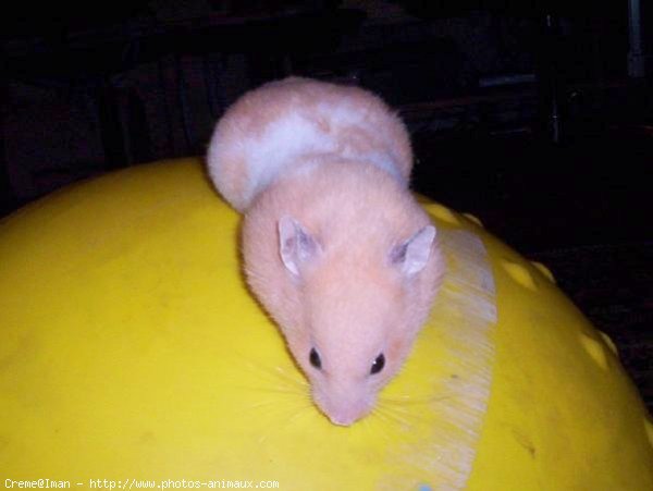 Photo de Hamster