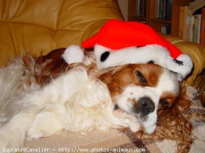 Photo de Cavalier king charles spaniel