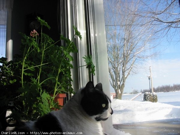 Photo de Chat domestique