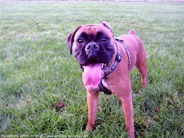 Photo de Boxer