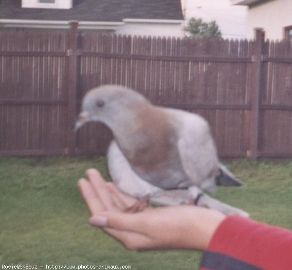 Photo de Pigeon