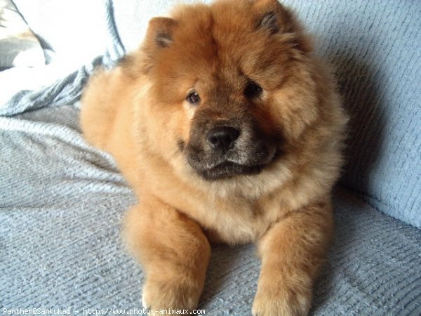 Photo de Chow chow