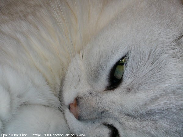 Photo de British shorthair