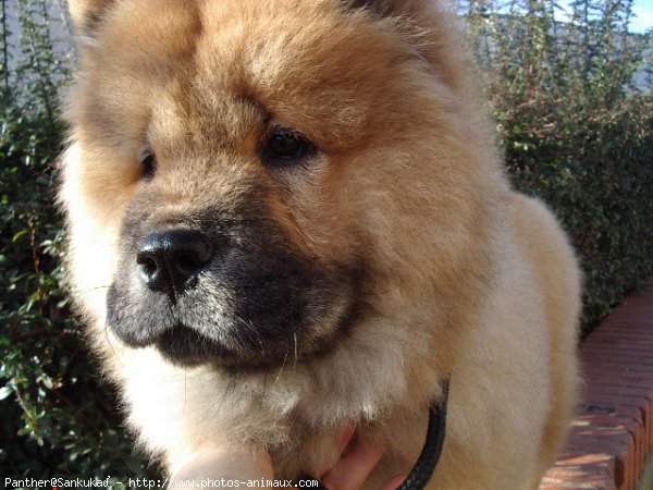 Photo de Chow chow