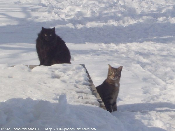 Photo de Chat domestique