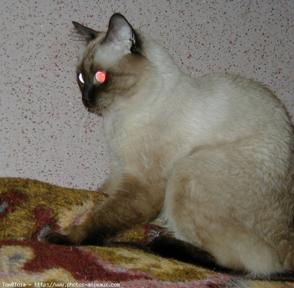 Photo de Sacr de birmanie