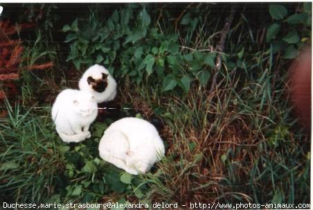 Photo de Races diffrentes