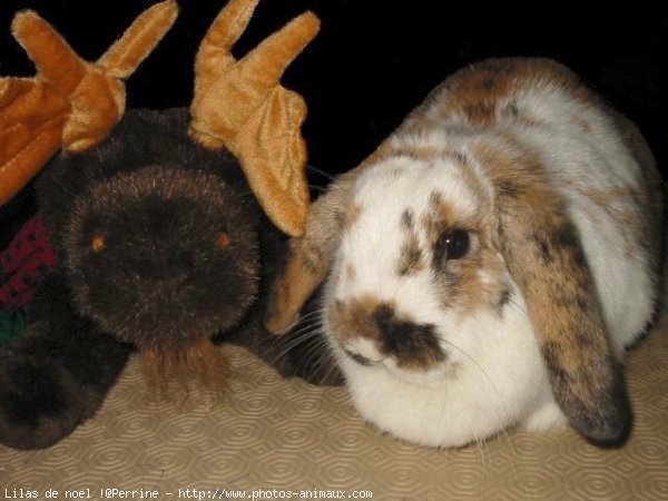 Photo de Lapin