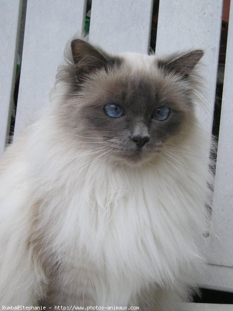 Photo de Sacr de birmanie