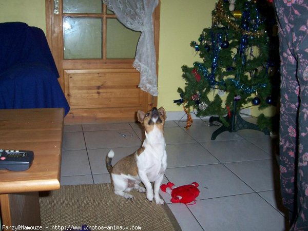 Photo de Jack russell terrier