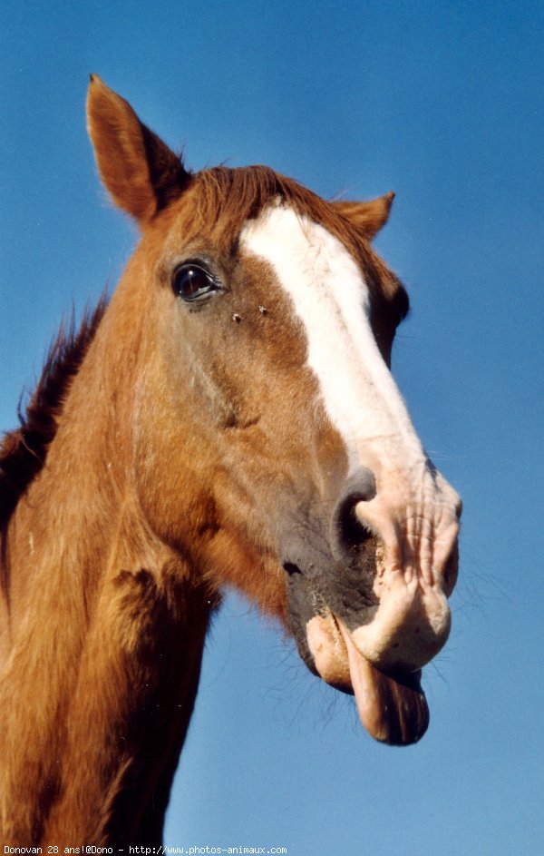 Photo de Races diffrentes