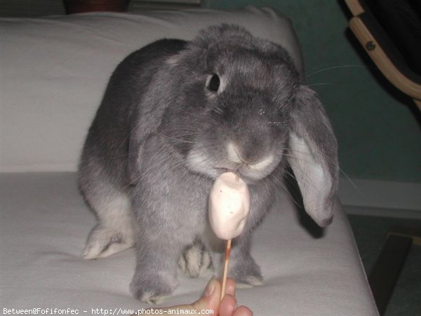 Photo de Lapin