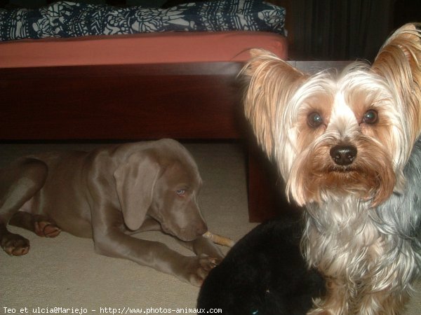 Photo de Yorkshire terrier