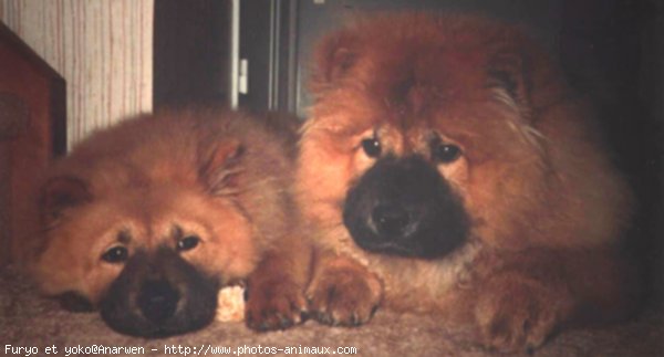 Photo de Chow chow