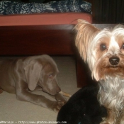 Photo de Yorkshire terrier