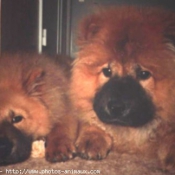 Photo de Chow chow