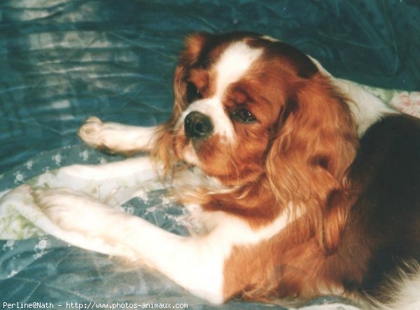 Photo de Cavalier king charles spaniel