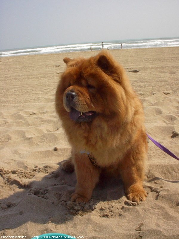 Photo de Chow chow