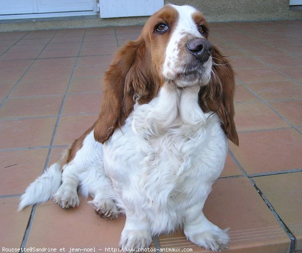 Photo de Basset hound