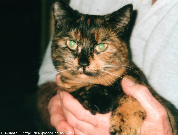 Photo de Chat domestique