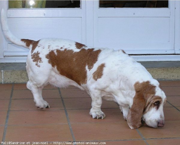 Photo de Basset hound