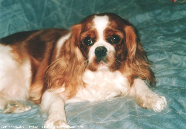 Photo de Cavalier king charles spaniel