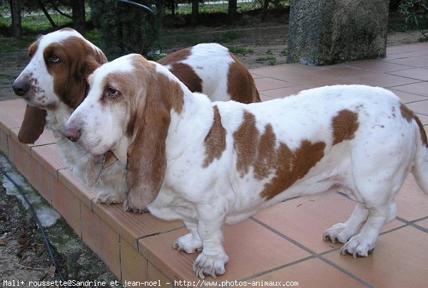 Photo de Basset hound