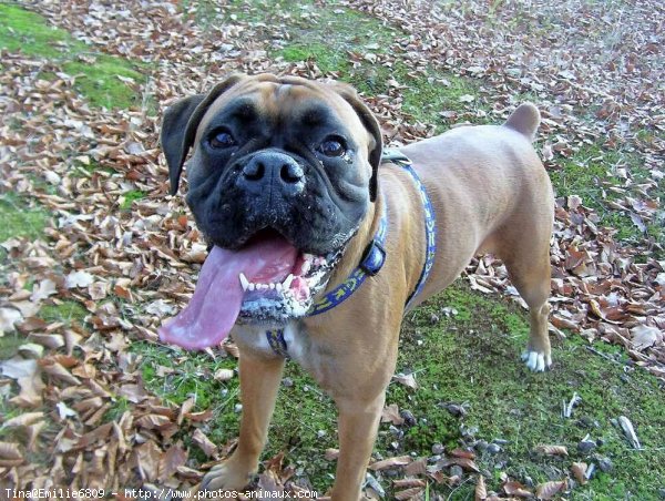 Photo de Boxer