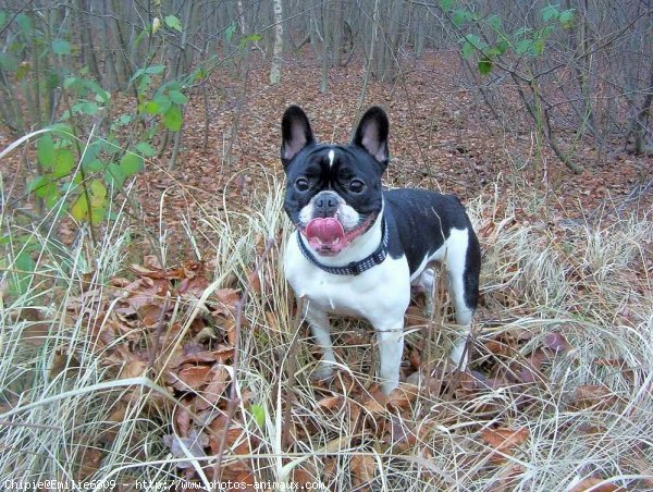 Photo de Bouledogue franais