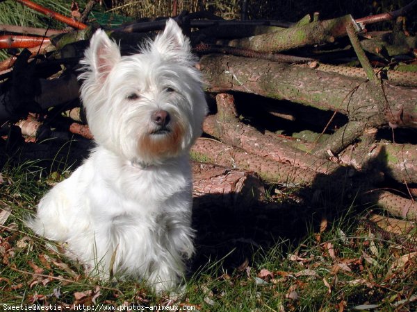 Photo de West highland white terrier