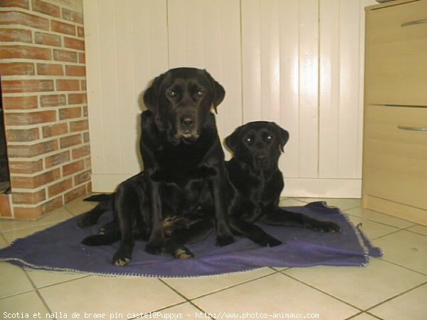 Photo de Labrador retriever