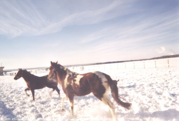 Photo de Races diffrentes