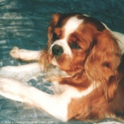 Photo de Cavalier king charles spaniel