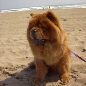 Photo de Chow chow