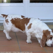 Photo de Basset hound