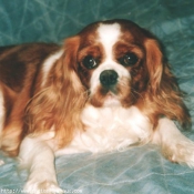 Photo de Cavalier king charles spaniel