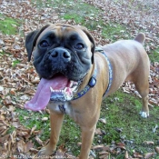 Photo de Boxer