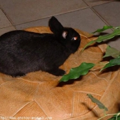 Photo de Lapin