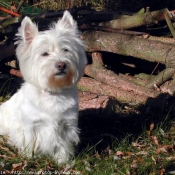 Photo de West highland white terrier