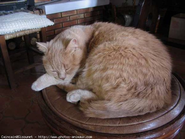 Photo de British shorthair