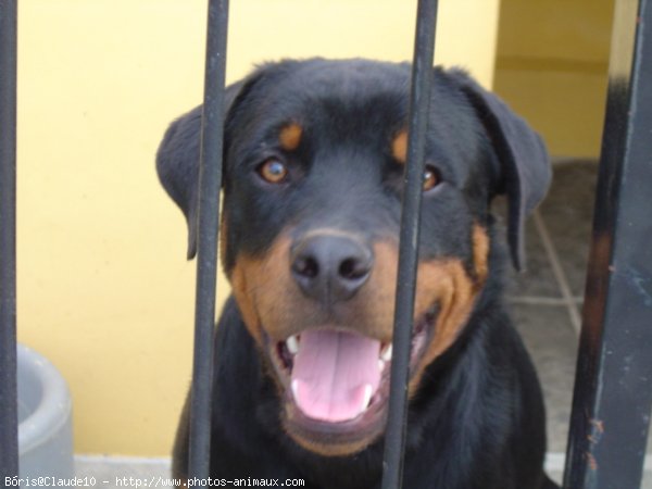 Photo de Rottweiler