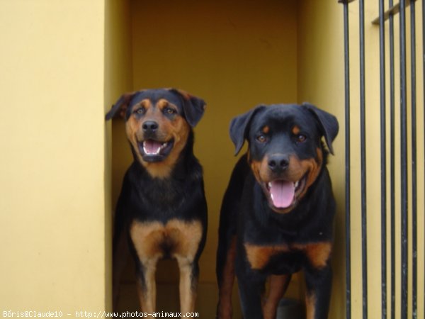 Photo de Rottweiler