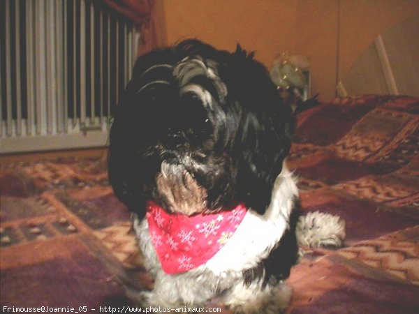 Photo de Shih tzu