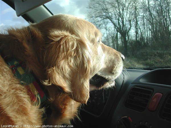 Photo de Golden retriever