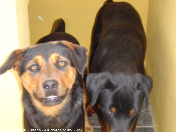 Photo de Rottweiler