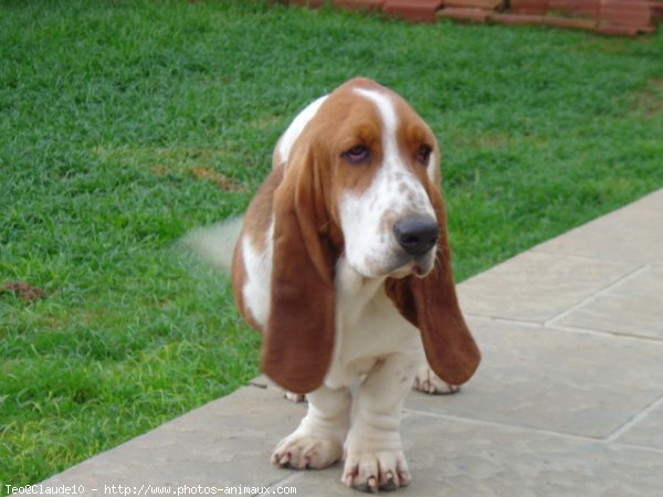 Photo de Basset hound