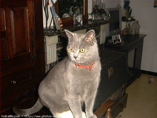 Photo de Chartreux