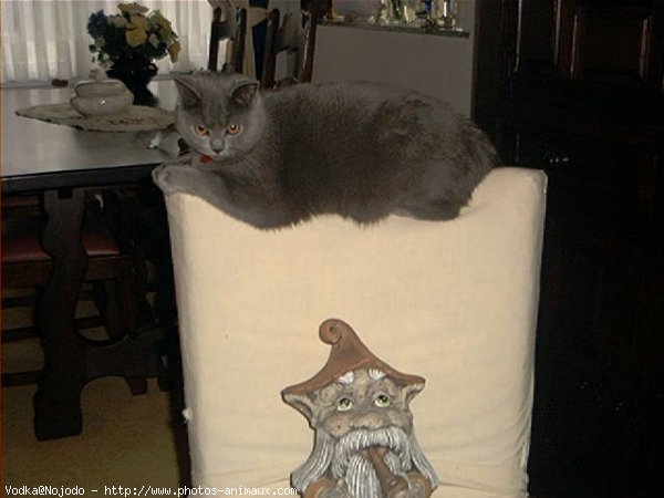 Photo de Chartreux