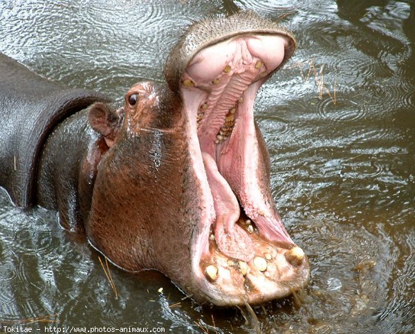 Photo de Hippopotame